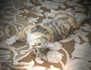 قطة انثى صغيرة للتبني