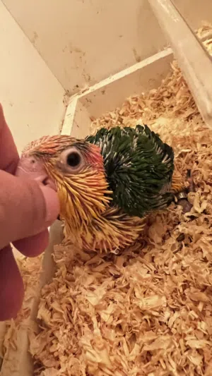 طيور كايك وايت بيلي (White Bellied Caique)