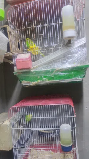 عصافير حب شغال