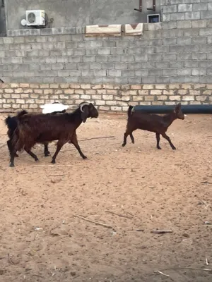 عنز حليب عشره تحتها عناق ماشاء الله مد وعلو وحجم