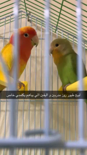 طيور روز مدربين