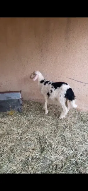 كبش نجدي صحه ممتازه