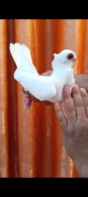 ثلث اجواز وفحل طير حمام صلاة النبي