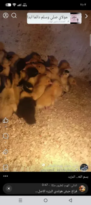 بسم الله ماشاء الله متوفر تقريبا 100صوص بط عمر اسبوع