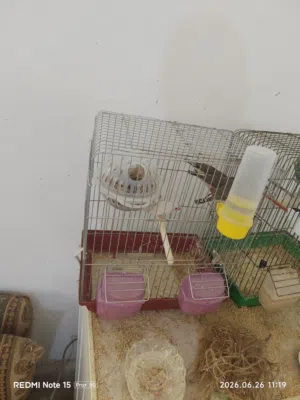10 حبات طيور الجنه