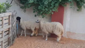 2فطايم وطنيات خوات توميات ربي يبارك عمرهم ف8شهور سليمات من العيوب والامراض