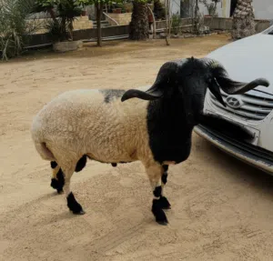 غنم تني ربي يبارك
