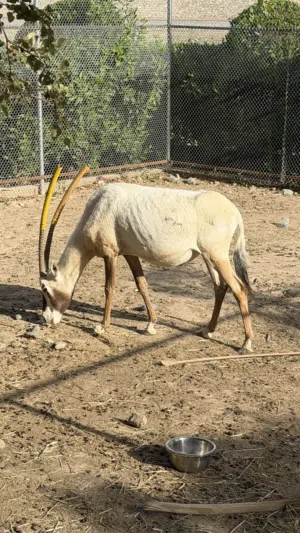 للبيع المها العربي ذكر منتج