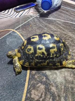 Turtles2