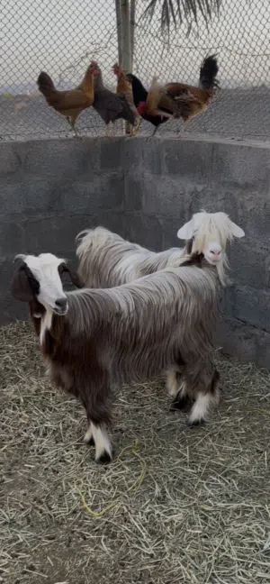 ما شاء الله حلال رحوب وسعيدي