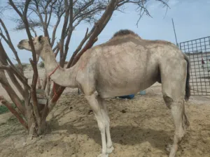 ناقة اللبيع