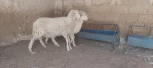 خرفان عساف