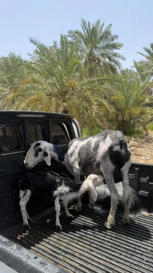 جاعده نجديه تحته كبش