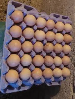 بيض براهمي اصلي