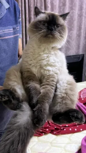 cat for adoption