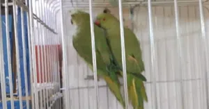 جوز ببغاء دره للبيع او البدل على كنار