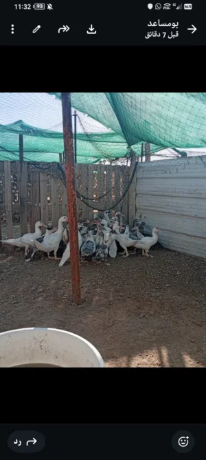 للبيع بط مصري