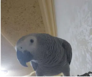 مطلوب ببغه بسعر مناسب