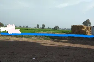 Farm Land for Sale in Mansoura Other
