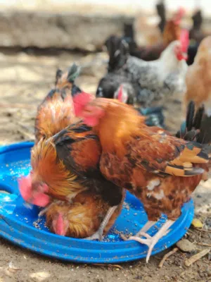 دياكة للبيع عمر 5 شهور منوع عماني فرنسي وبيور فيومي سعر الطير الواحد 3 ريال