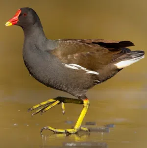 زوج دجاج الماء