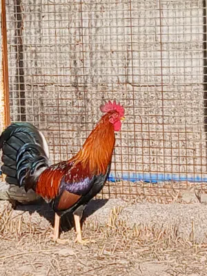 دجاج كويتي للبيع