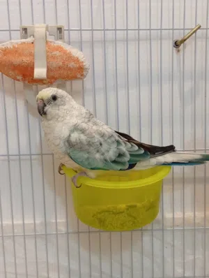 Red Rump Parakeet Pair