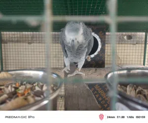 كاسكو للبيع او البدل بزوج آخر