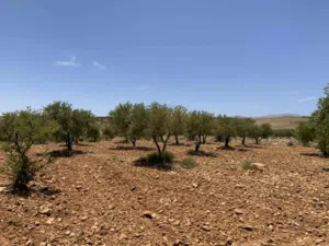 ‏الاستخدام المتعدد ‏.‏ 11800 م٢ ‏.‏ المالك‏0