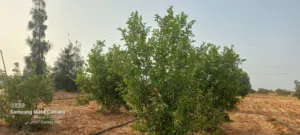 أرض 7900م بئر الاسطى ميلاد بالقرب من سوق أبناء الترهوني تبعد 400م من الرئيسي للبيع او للاستبدال