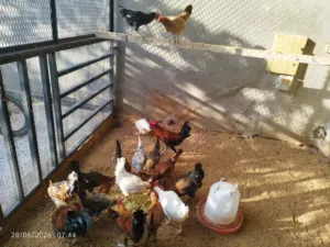 دجاج عربي للبيع