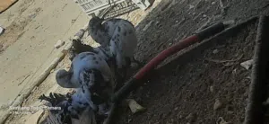 زوج شماسي (هنداوي )