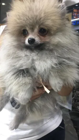 Cut Pomoranian 4 months old