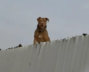 بتبول رد نوز .. انثى
