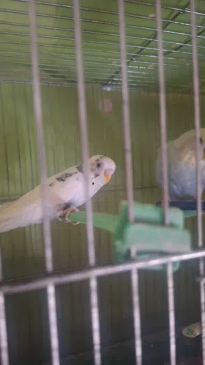عصافير حب بجننو