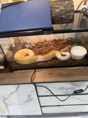 بول بايثون
