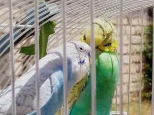 سلام عليكم متوفر زوج بقلينو متوالف مصوقر عندي مرتين بصور مكينه ربي يبارك اقرا وصف