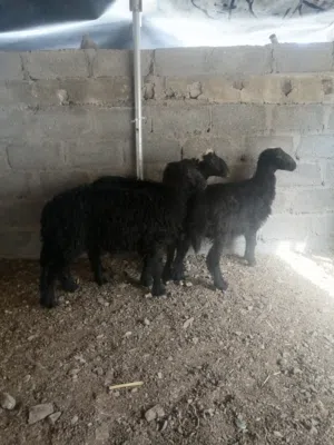 كبشان سمنه فل