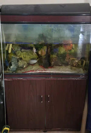 Aquarium for Sale