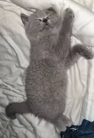 British shorthair cat