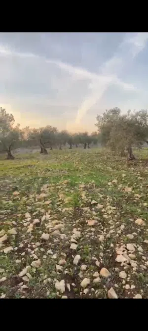 ضياء ابو اوس