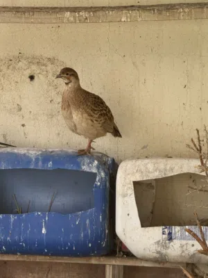 صفرد باكستاني منتج الوصف مهم