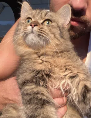 Cat for adoption  قطة للتبني