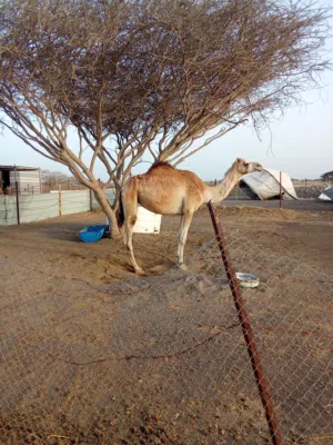 بكره عمرها تقريبا ثلاث سنوات او شويه زياده