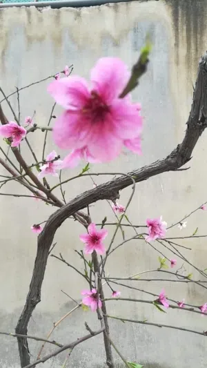 محل للايجار حي الرشيد