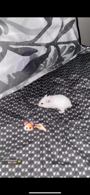 هامستر اليف للبيع