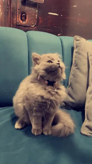 ‏أخرى‏2