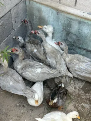 بش (أنوس ) رصاصي
