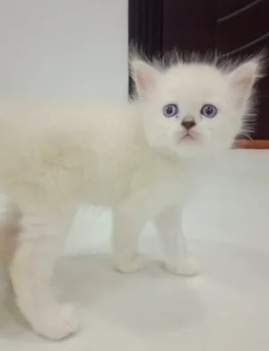 ‏هملايا‏1