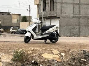 سكنس فحل للبيع